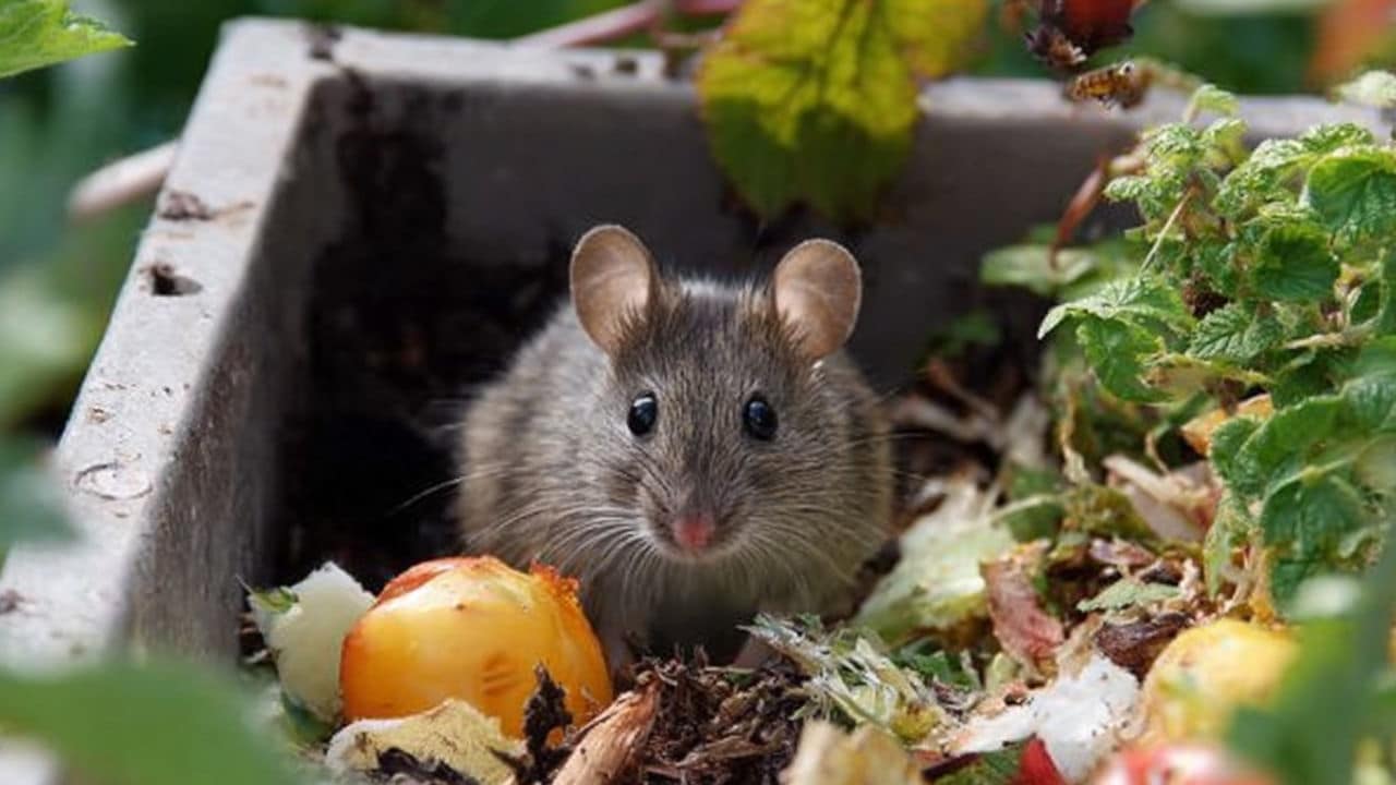 Gli errori del compost che attirano topi e insetti (e come evitarli)